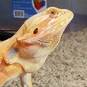 Meet your Posher, Amber